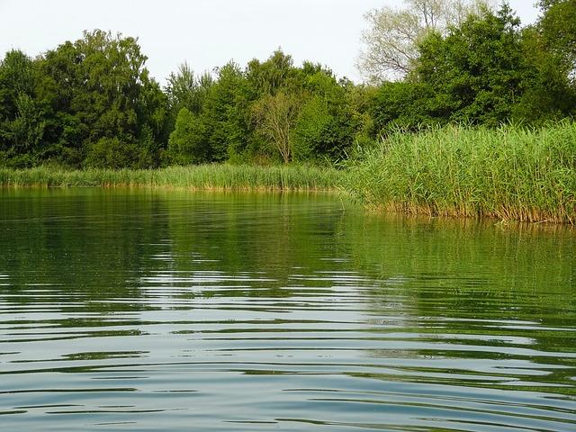 lake, reed, water