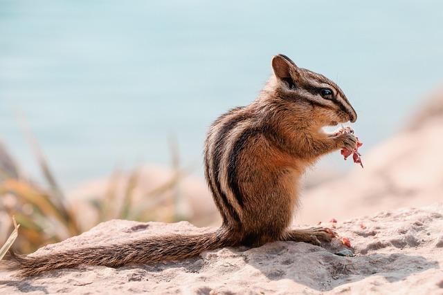 chipmunk, rodent, foraging, eating, wildlife, wilderness, nature, animal, animal world, verifiable kitten, nager, forest animal, wildlife photography, chipmunk, chipmunk, chipmunk, chipmunk, chipmunk, eating