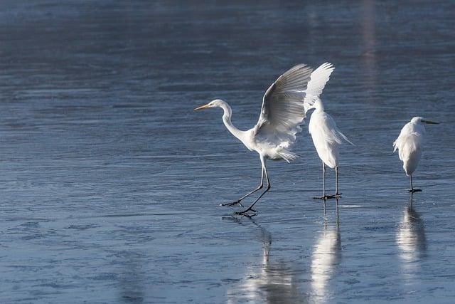 birds, egret, ornithology