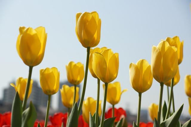 tulip, spring flowers, flower gardens