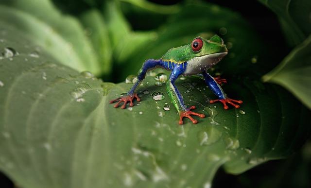 frog, red-eyed tree frog, animal