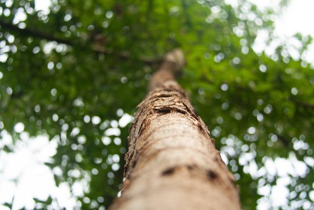 oak, ecology, vegetation