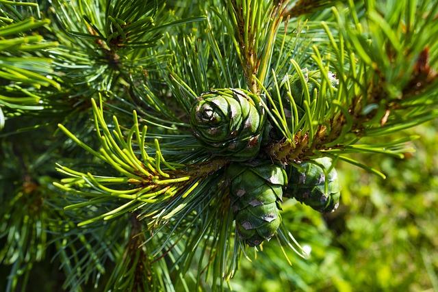 cone, cedar, tree