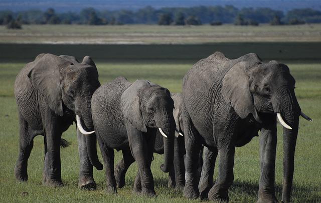 elephants, amboseli, elephant