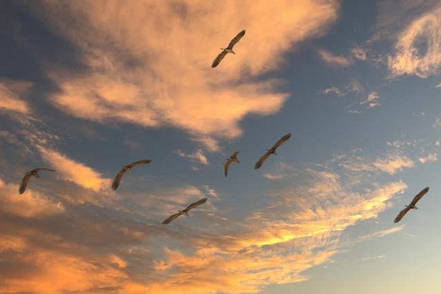 migratory birds, sky, clouds