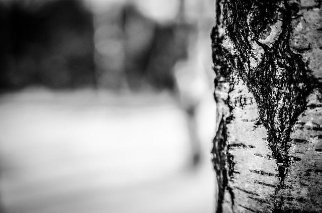 birch tree, bark, tree