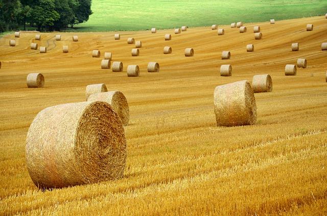 hay bales, harvest, field