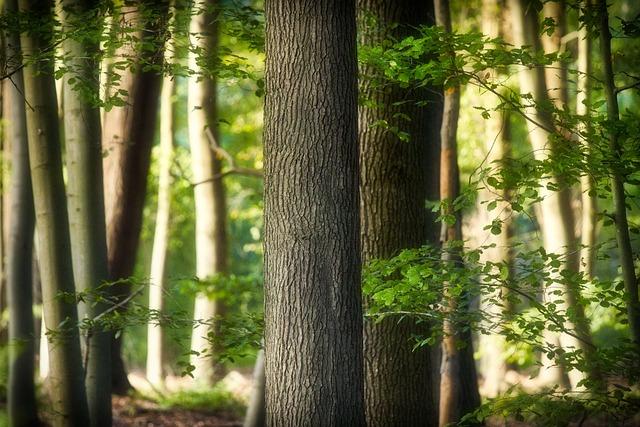 beech, forest, leaves