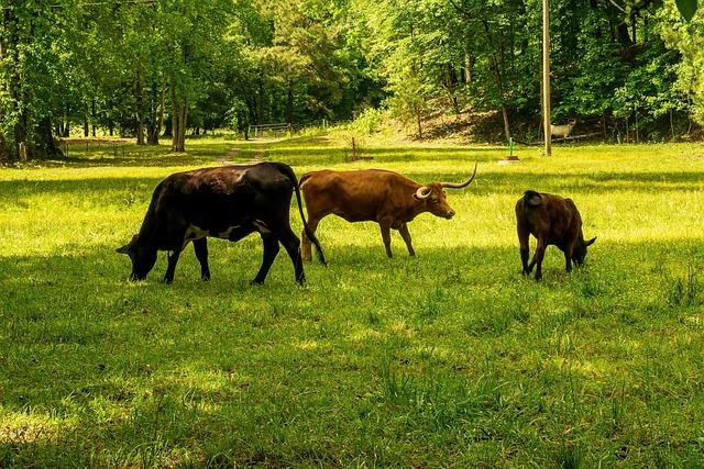 methane, carbon dioxide, carbon footprint, longhorn steer, longhorn, cattle herd, steer, cattle, livestock, horns, bovine, pasture, cow, field, rural, methane, methane, methane, methane, methane, carbon dioxide, carbon footprint, carbon footprint