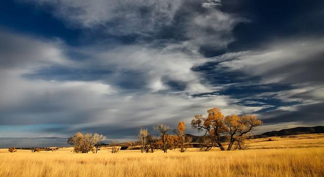 grassland, trees, clouds