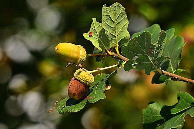 Oak (Quercus genus)