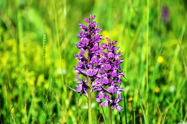 flower, botany, nature