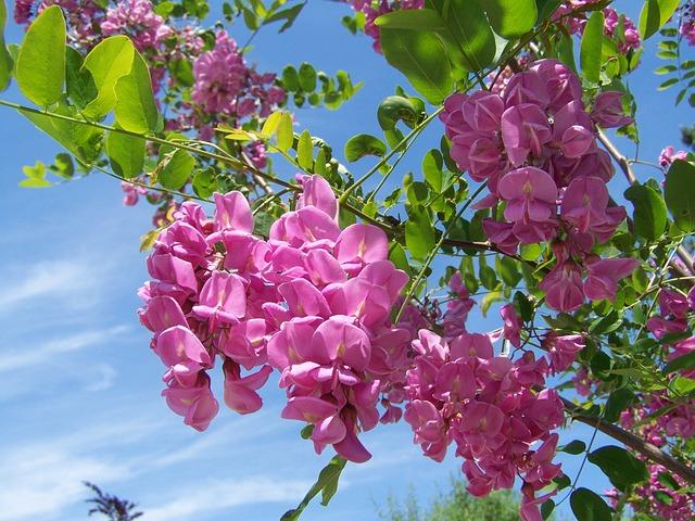 acacia, nature, pink flower