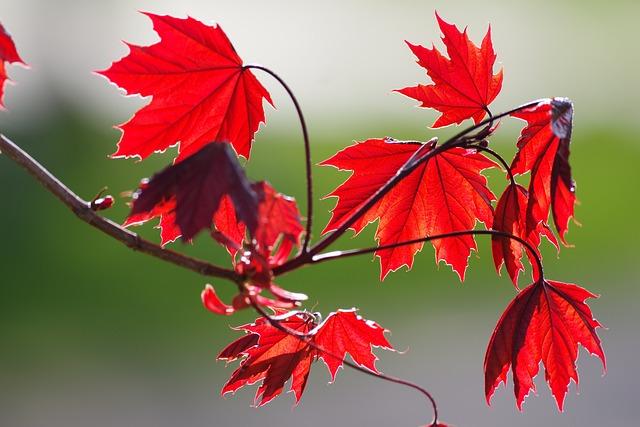 red maple, leaves, fall