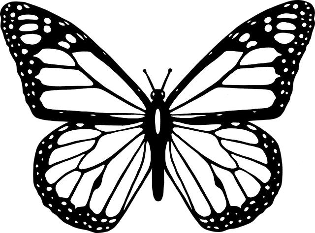 animal, black, butterfly