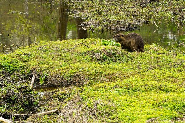 How Invasive Animals Disrupt Seed Dispersal and Threaten Island Ecosystems