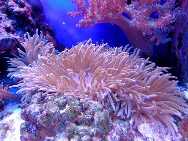 coral, coral reef, aquarium