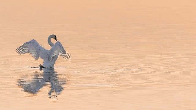 swan, water bird, water