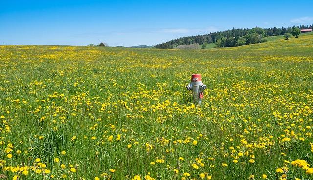 hydrant, law, jura hike, swiss jura, meadow, flower meadow, dandelion, hydrant, hydrant, hydrant, hydrant, hydrant, meadow, meadow