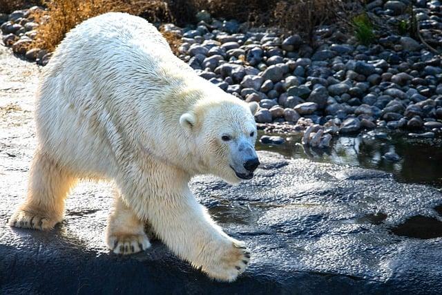 Global species alert: Arctic seals and majority of birds now under threat