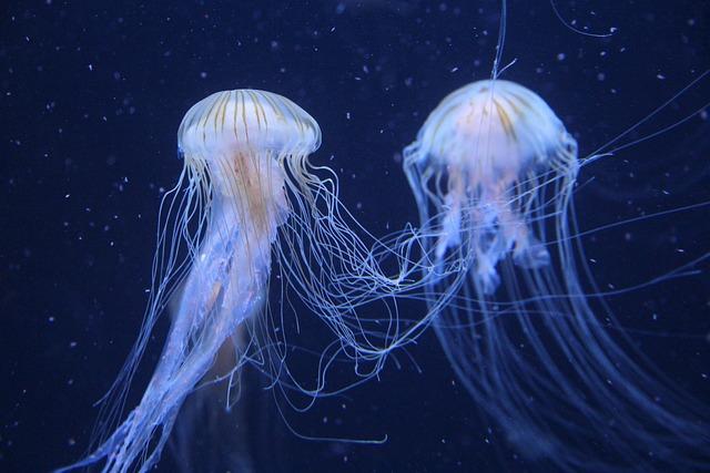 jellyfish, animals, underwater