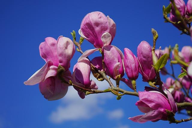 magnolia, magnolia flower, blossom