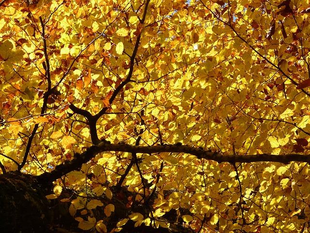 beech, yellow, leaves