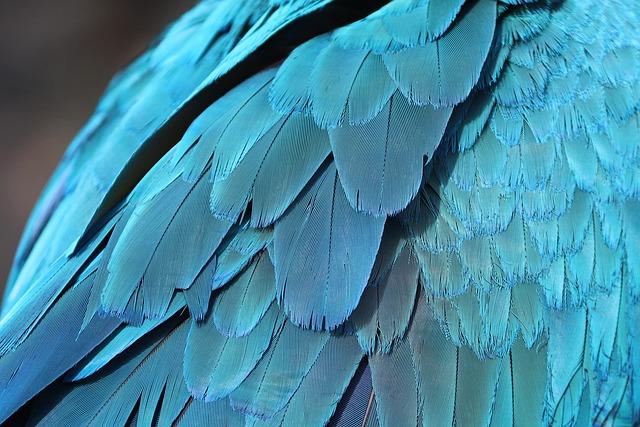 parrot feathers, nature, feathers, plumage, bird, ornithology, parrot, era, bird dress