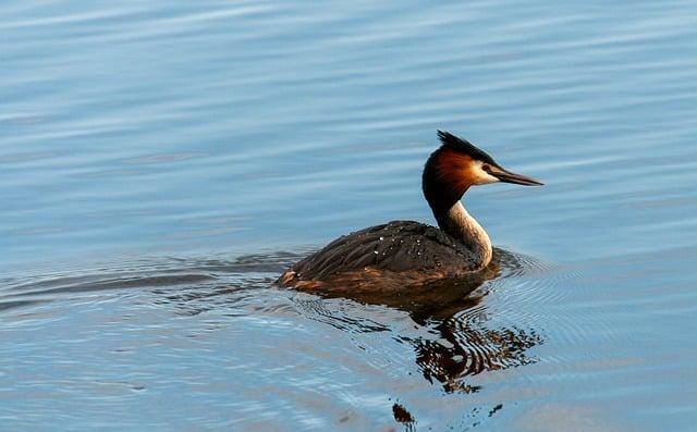 bird, great crested grebe, aquatic bird