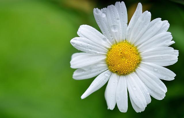 daisy, flower, dew