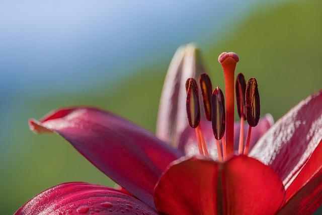 lily, flower, beautiful flowers