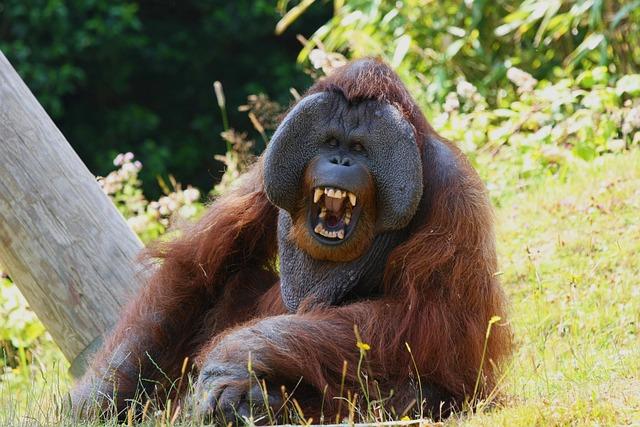 Sumatran Orangutan