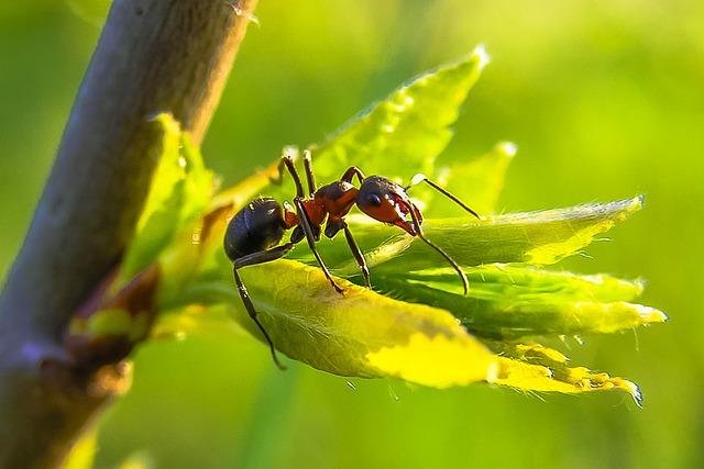 Zombie Ant Fungus