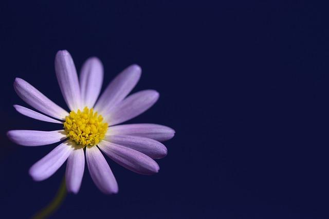 flower, daisy, swan river daisy