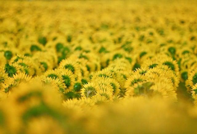 sunflowers, field, summer