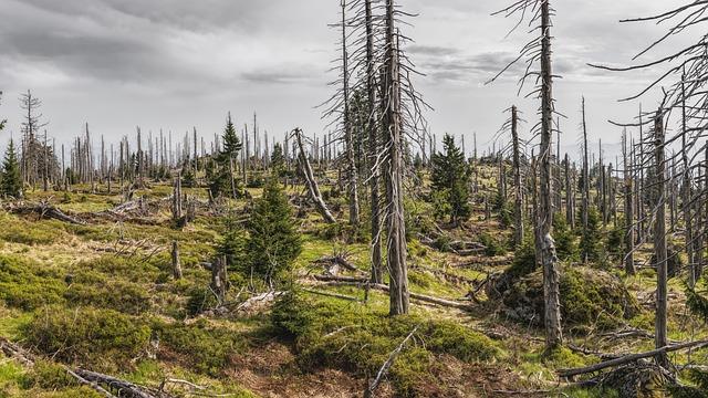 bavarian forest, forest, trees