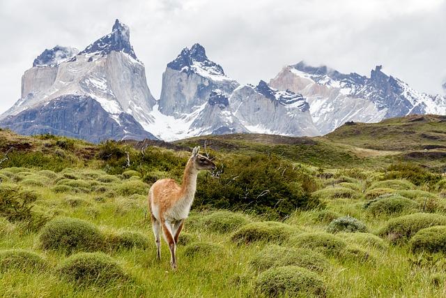 paine, national park, guanaco