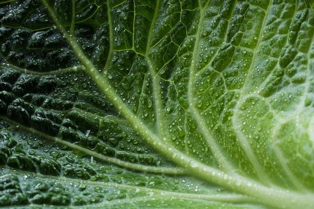 leaves, green, green leaves