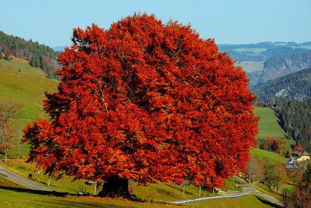 tree, beech, deciduous tree