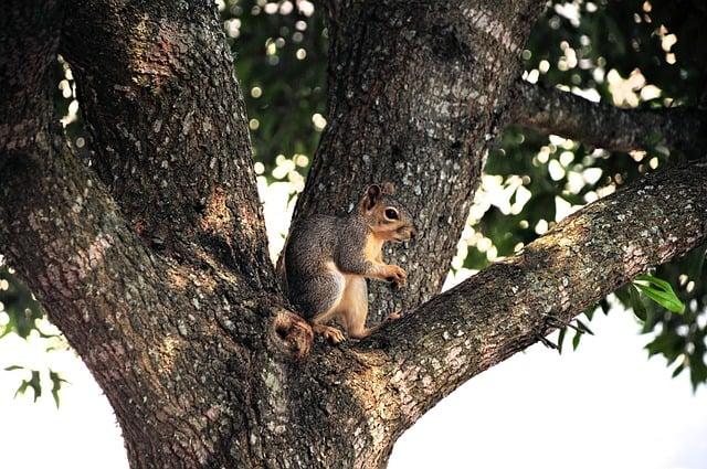 Etendeka Round-Eared Sengi