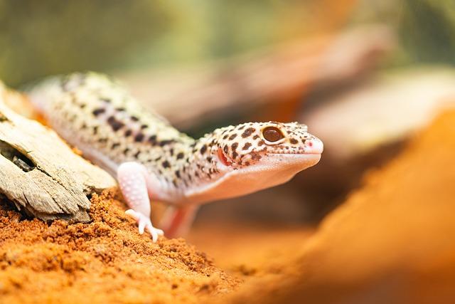 Laos Rainbow Gecko