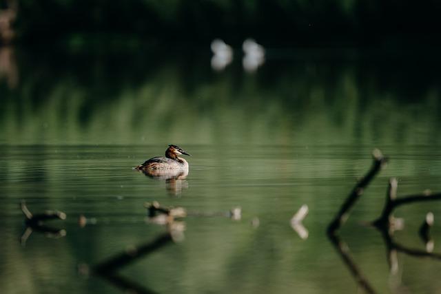 grebe, bird, lake