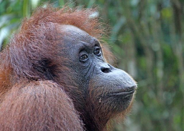 orangutan, borneo, ape