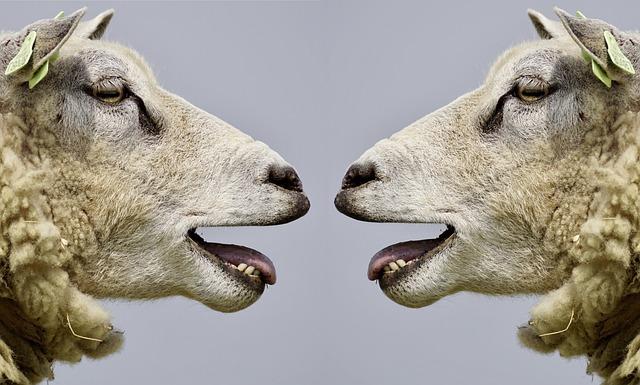 sheep, bleat, communication