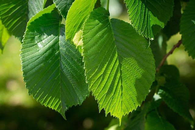 leaves, elm, hanging elm