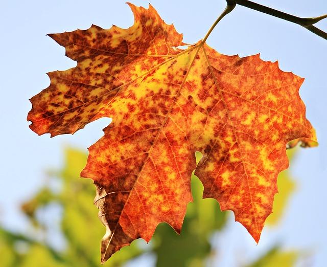 autumn, leaf, maple