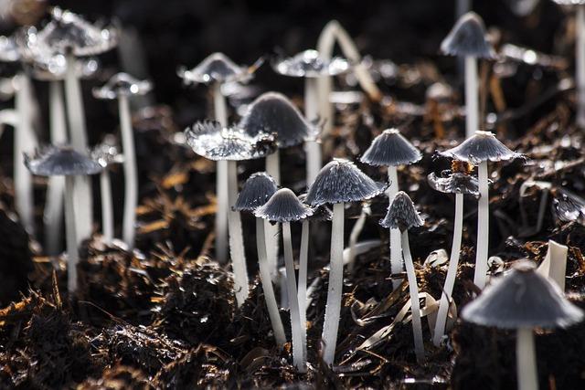 mushrooms, toadstools, forest