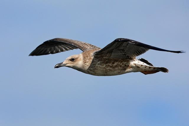 european herring gull, gull, bird, flying bird, avian, ornithology, wildlife, plumage, juvenile, nature