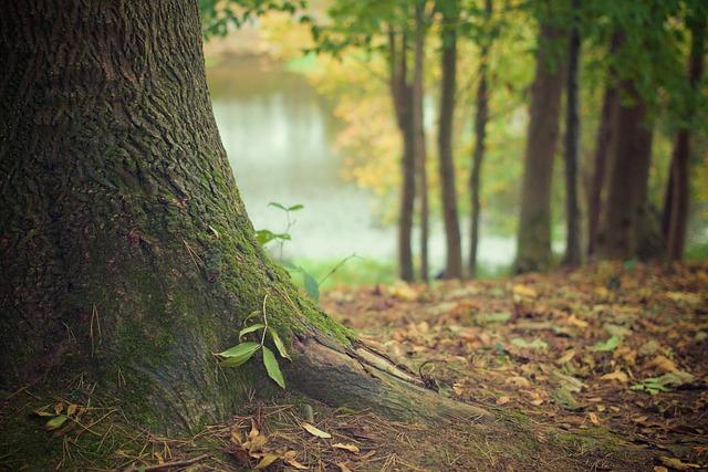 tree, trunk, roots