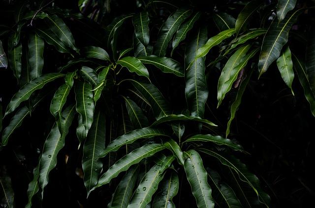 tree, leaves, mango